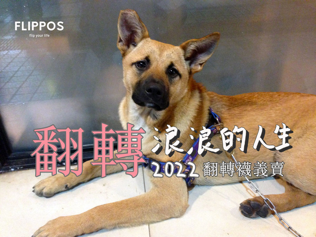 2022 翻轉浪浪的人生